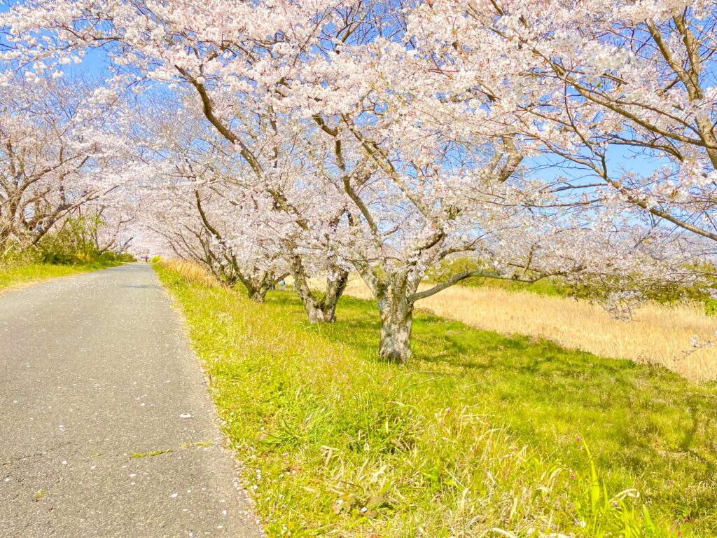 桜 お花見 写真